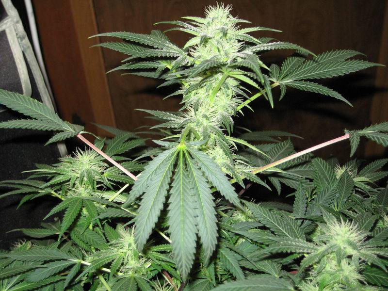 big bud marijuana