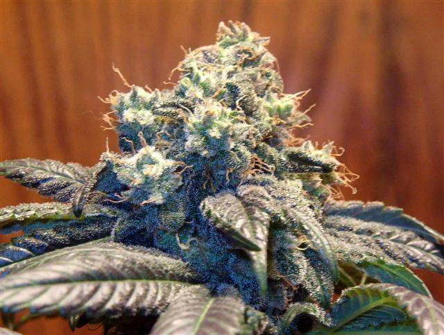 Blue Goo Strain