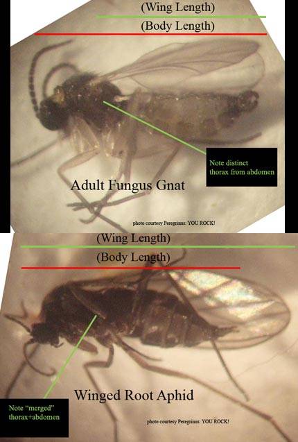 root aphids or fungus gnats