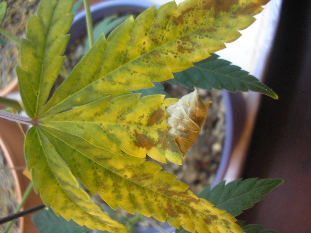 Brown Spots In Lower Leaves 10 Days Into Flowering International Cannagraphic Magazine Forums 2627