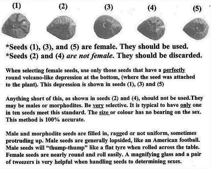 Determine Sex Marijuana