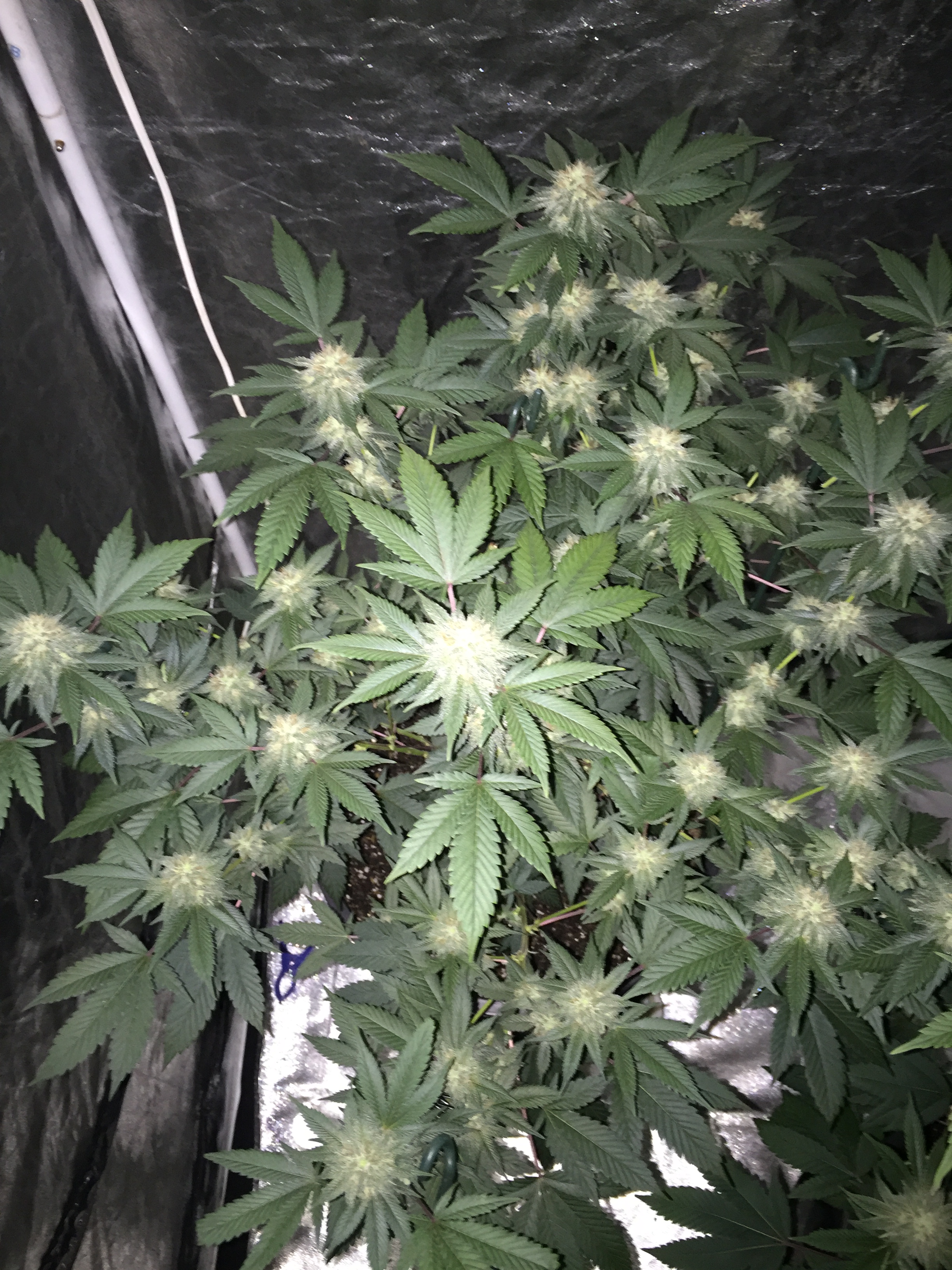 03-19-2021 Bubba Kush @ 32 days..JPG