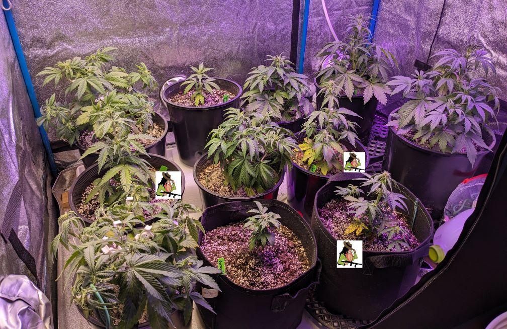 New grower auto jack herer - Harvesting - I Love Growing Marijuana Forum