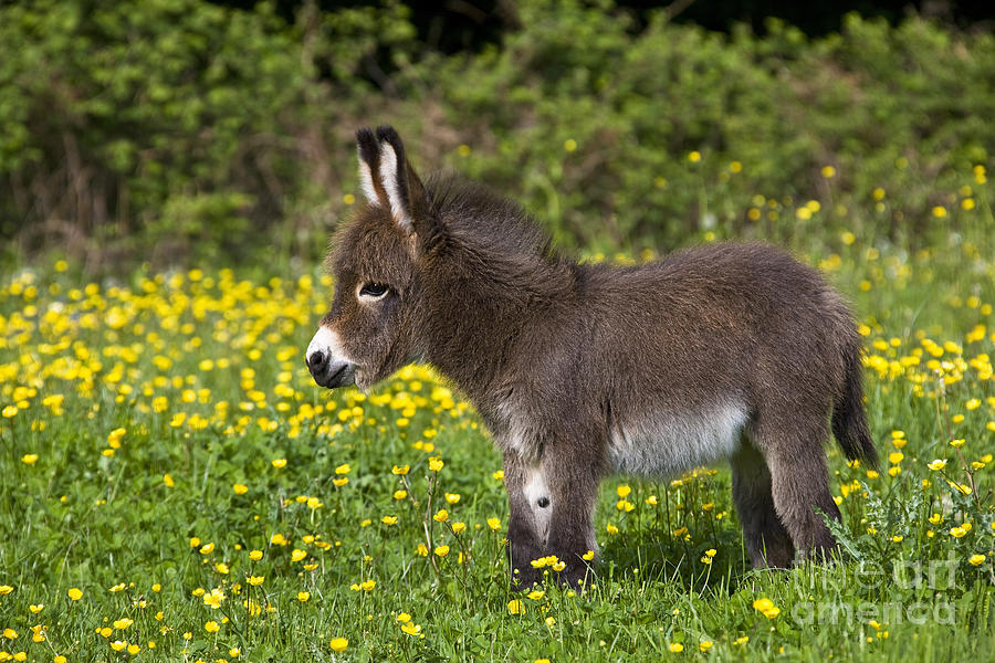 10-miniature-donkey-foal-jean-louis-klein--marie-luce-hubert.jpg