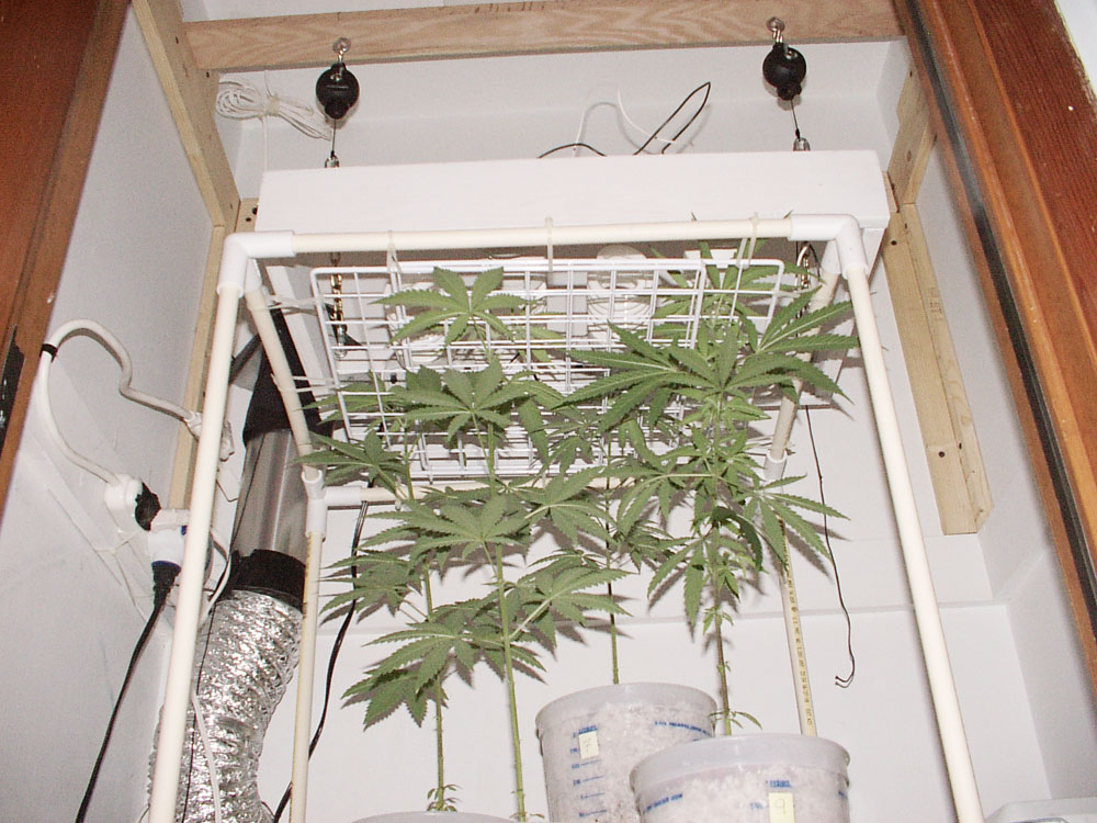 10_01_scrog09.jpg