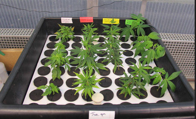 Aeroponic cloning setup at PGRU