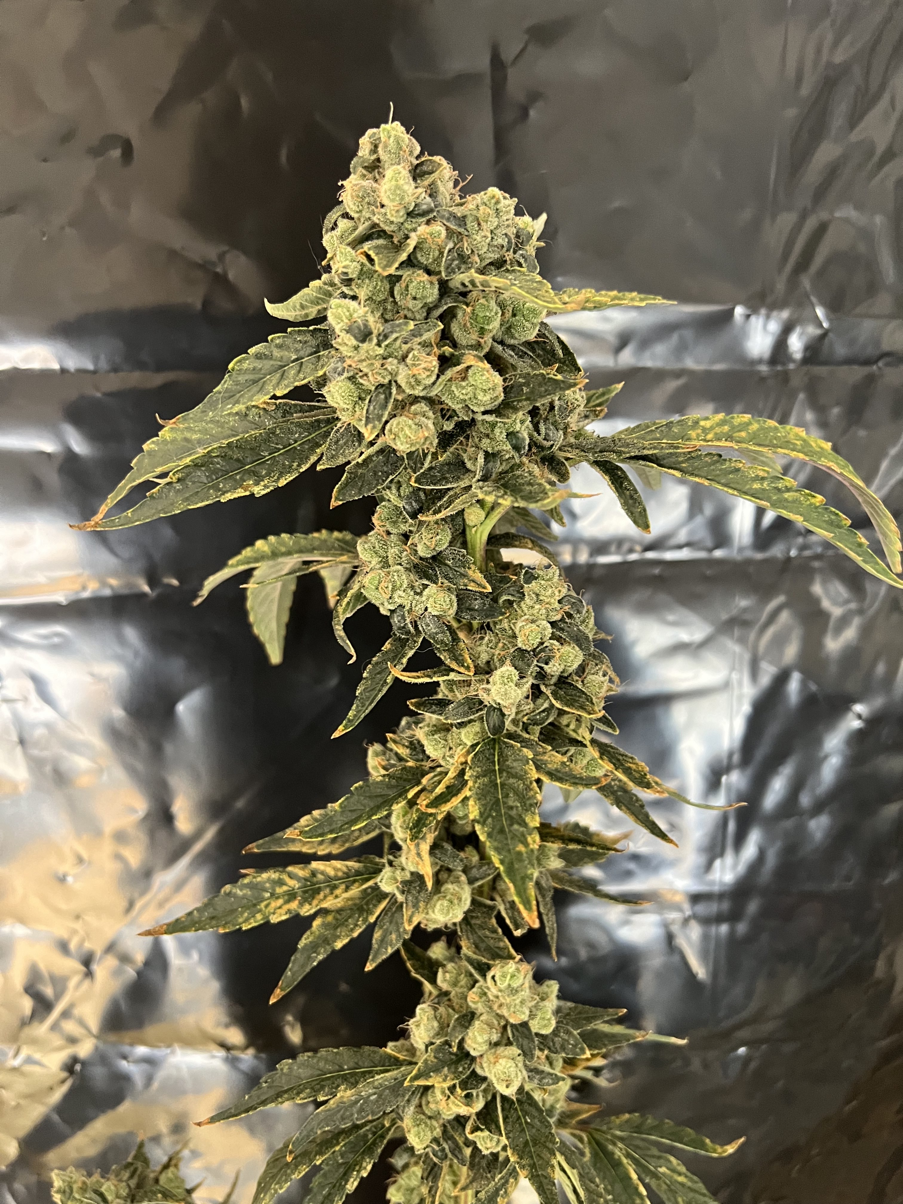 1996 sour diesel day 69 harvest.jpg