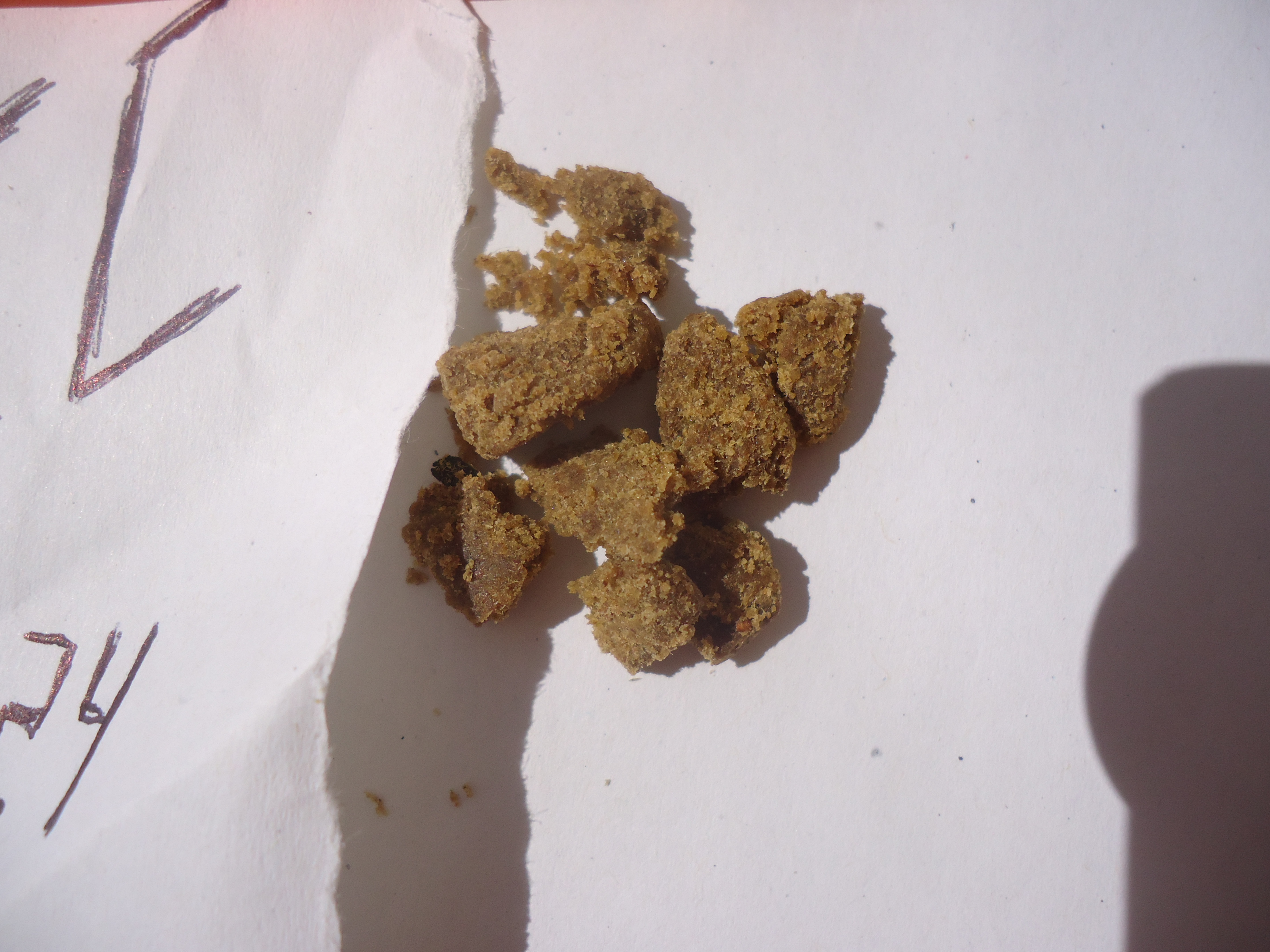 2 High Grade With Foreign Genetics Supposedly From Morocco From Coffeeshops, August, 2024.JPG