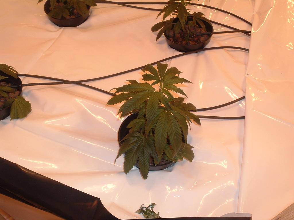 2007-2008 medman grow journal 354.jpg