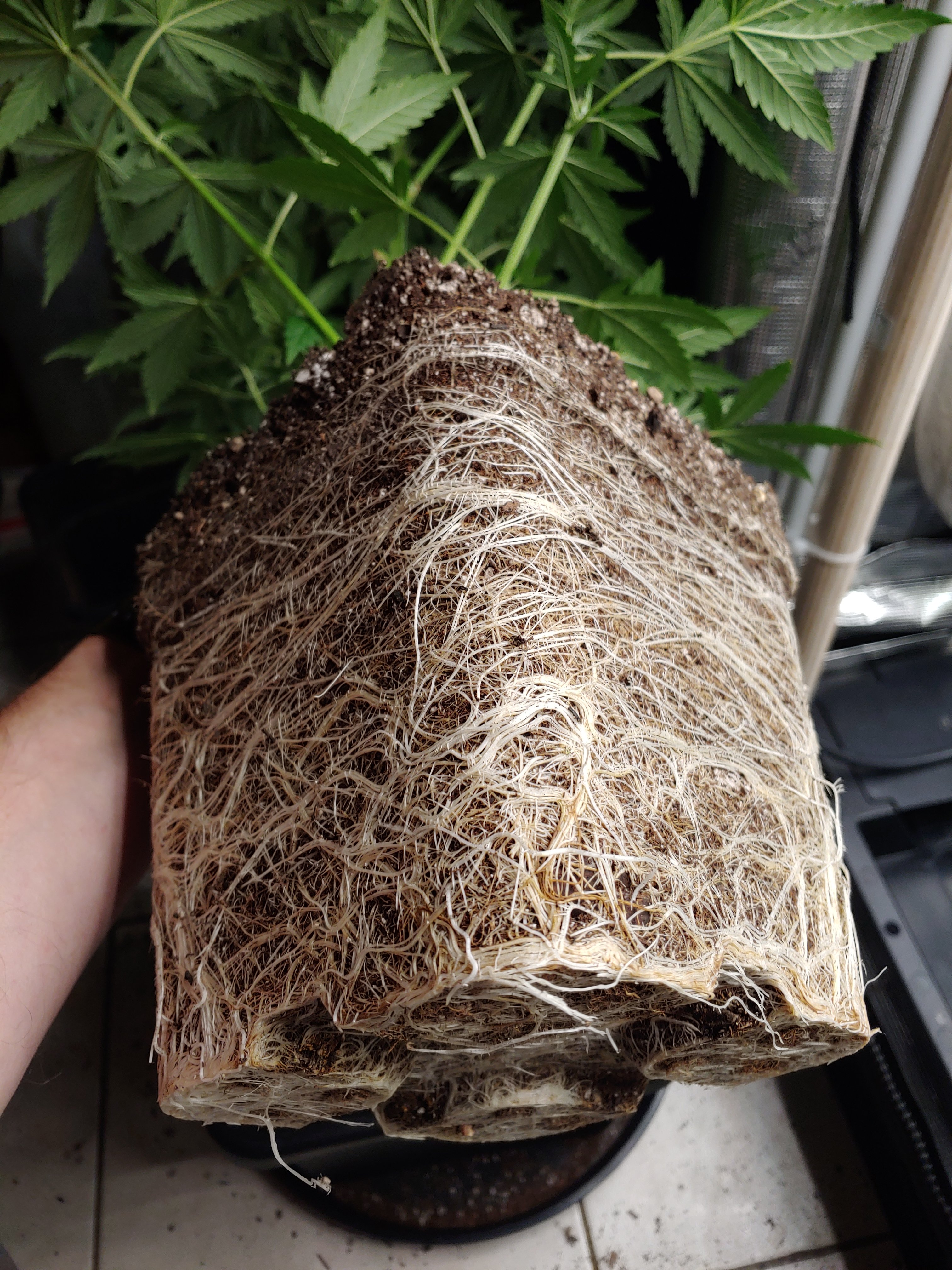 What do you guys think of Air pots instead of fabric pots - THCFarmer