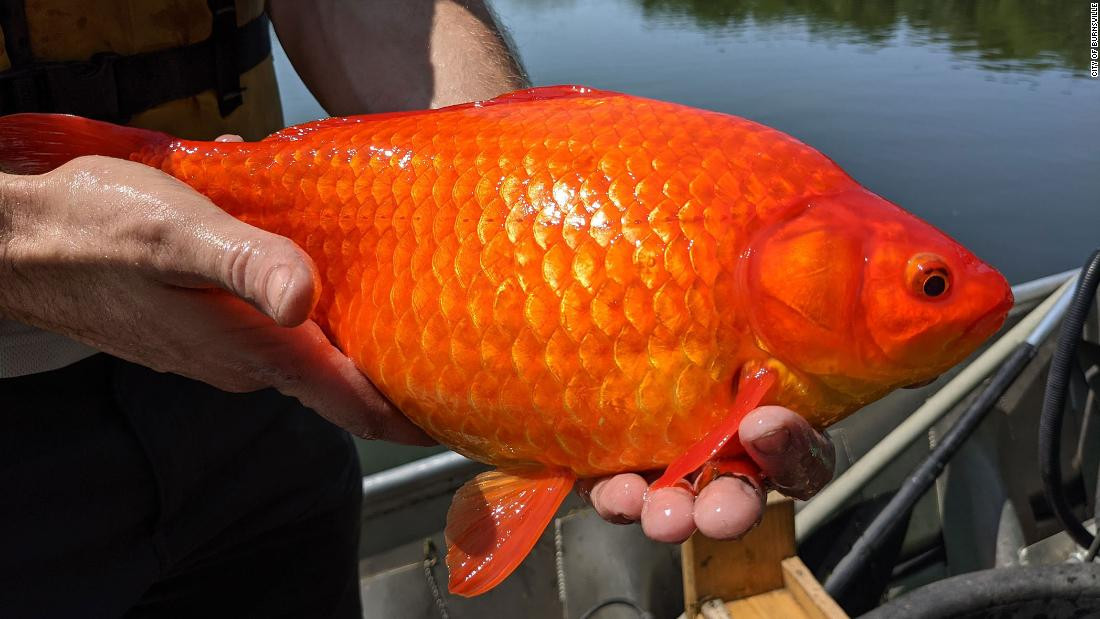 210713100916-03-giant-goldfish-minnesota-super-169.jpg