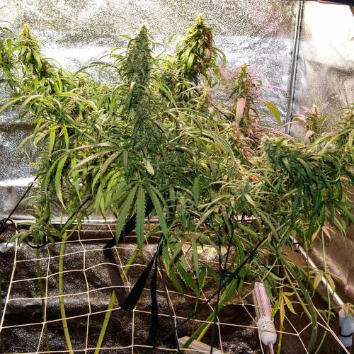 Click image for larger version  Name:	2631454_green-poison-green-house-cloud-walker-amnesia-lemon-feminized-grow-journal-by-torken_m.jpg Views:	0 Size:	136.6 KB ID:	17937045