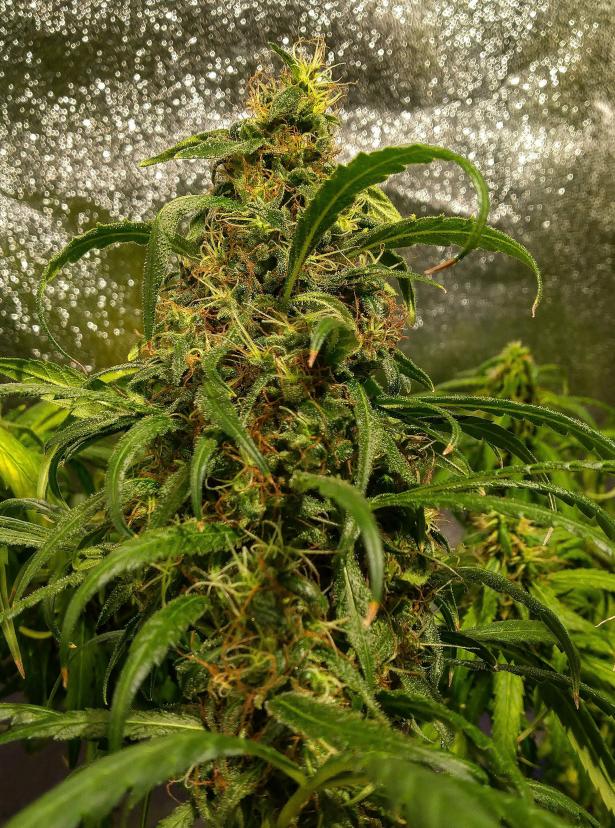 Click image for larger version  Name:	2665908_green-poison-green-house-cloud-walker-amnesia-lemon-feminized-grow-journal-by-torken.jpg Views:	0 Size:	142.1 KB ID:	17937046