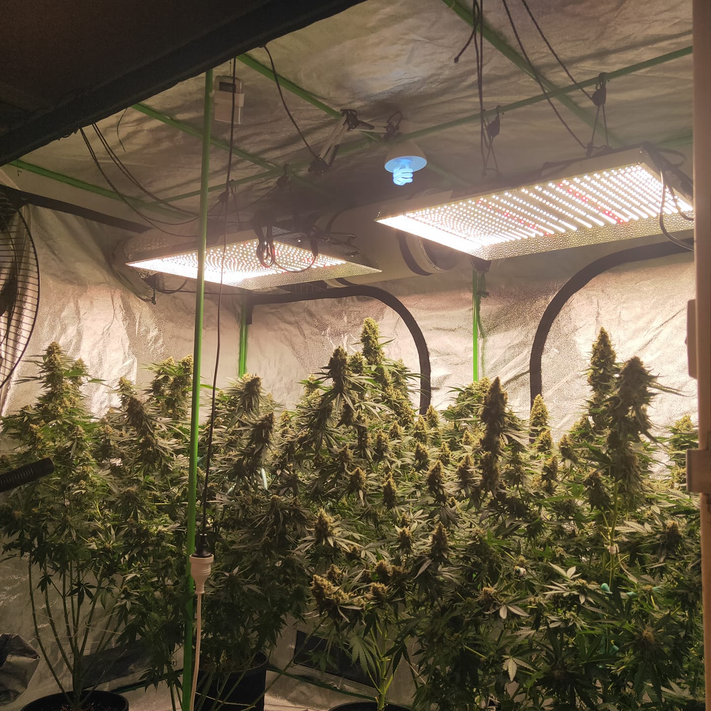 2xTS3000-FB@David Hicks-10% Uva-b light in the middle-Yielded 2.5 pounds dry-7 plants stretch ...jpg