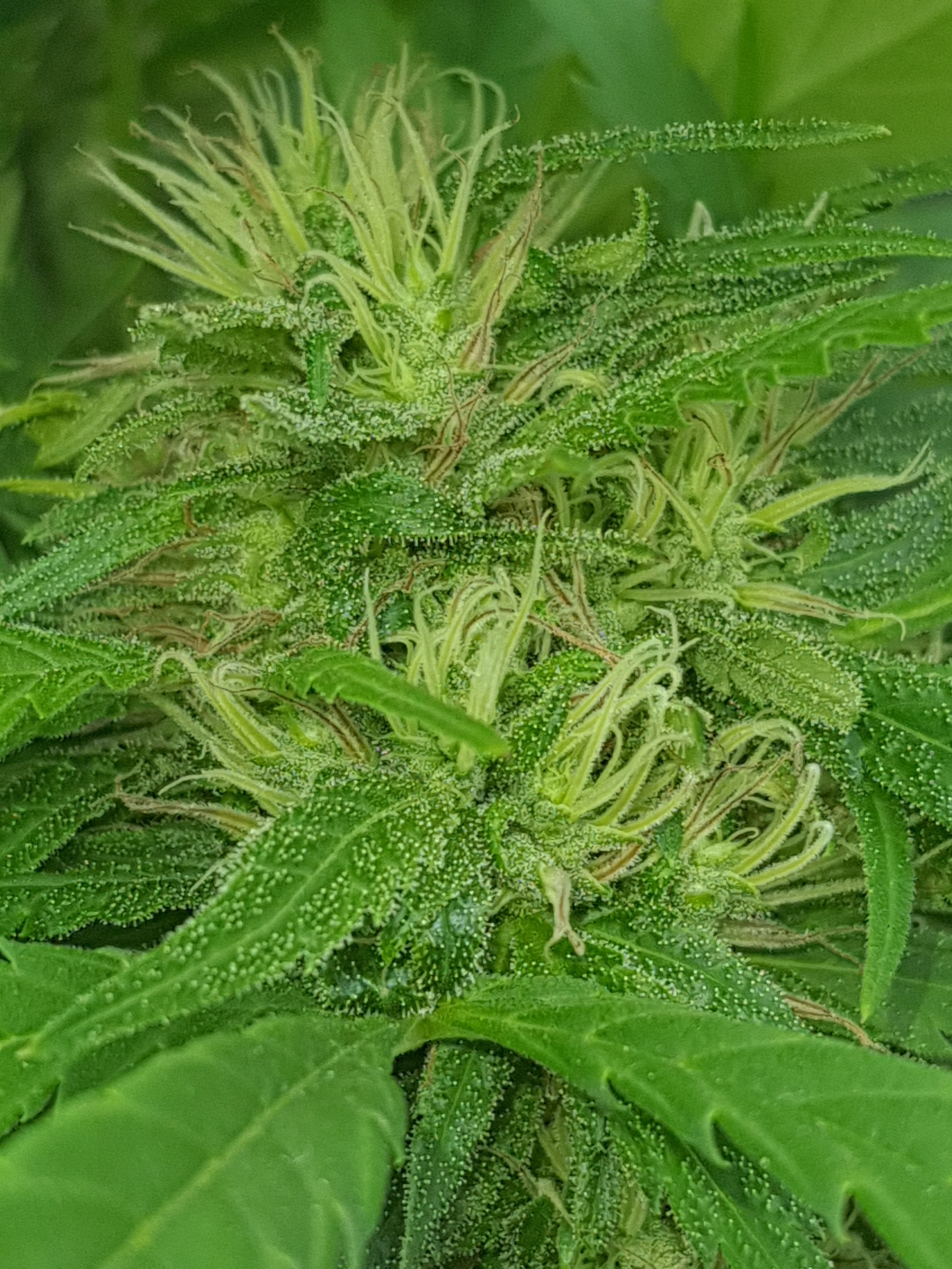 34_pistils_20240807.jpg