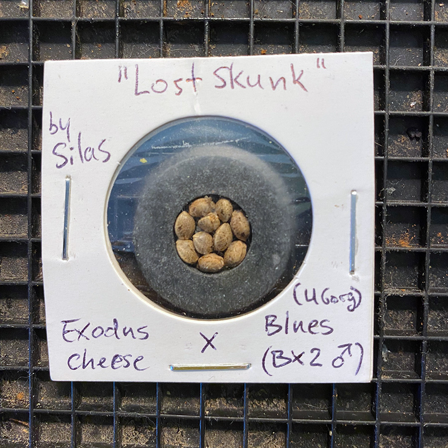 4-5-lostskunk1.jpg