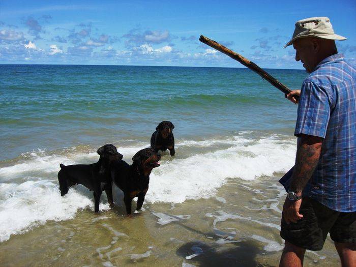 4Dogs_Beach.JPG