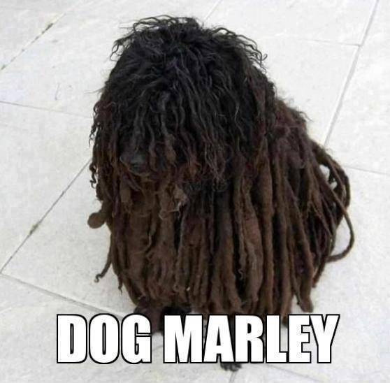 508-cane-peli-rasta.jpg