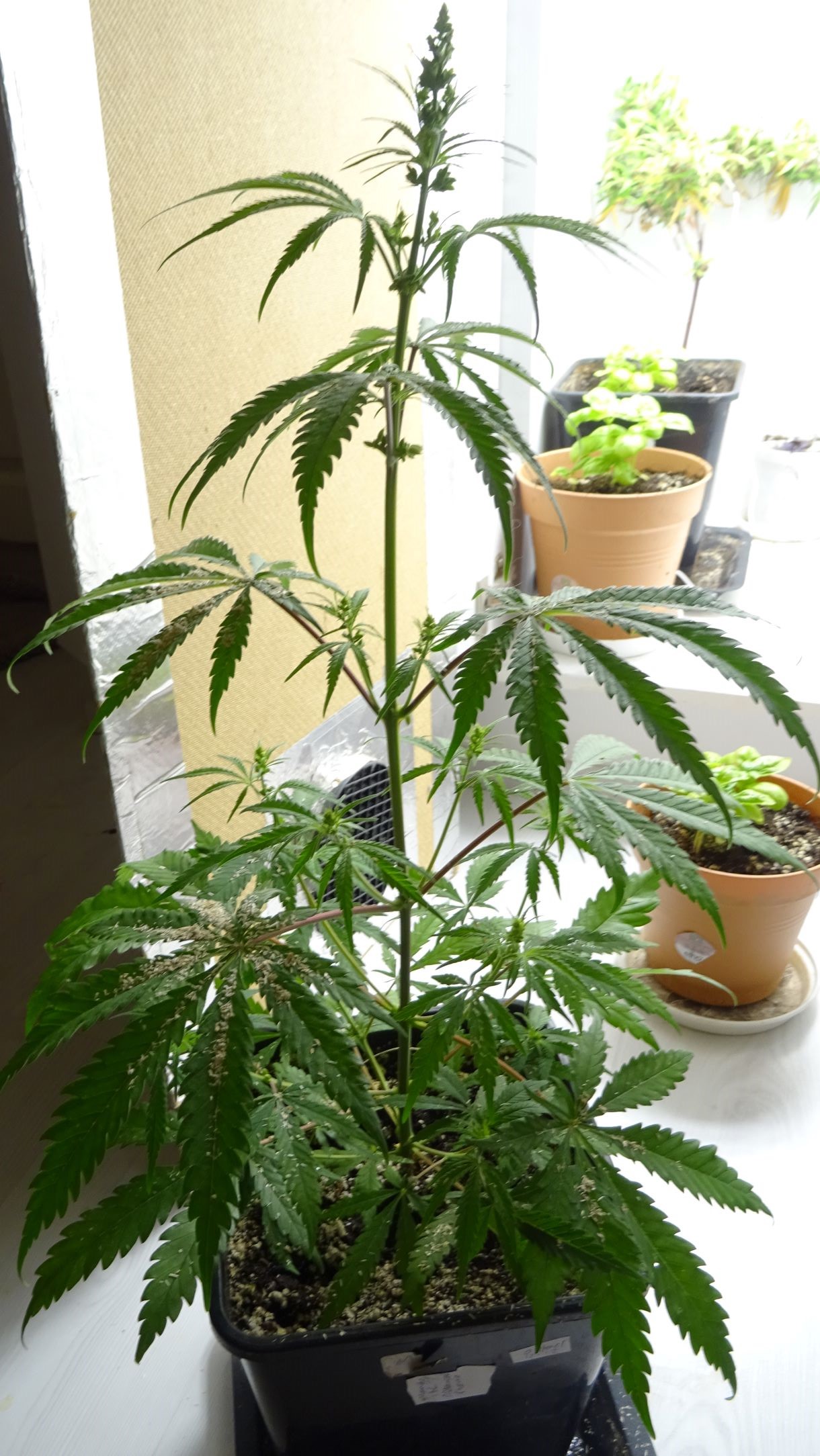 5leaf  mangohaze S2  ibl male .jpg