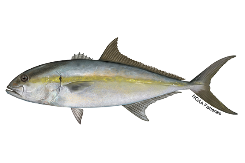 640x427-Amberjack-Greater-NOAAFisheries.png