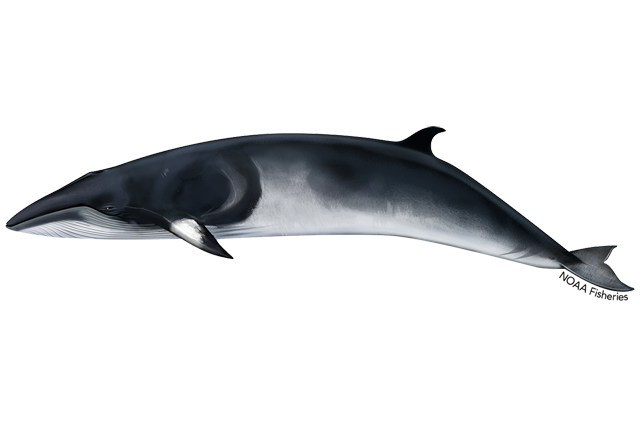 640x427-minke-whale.png