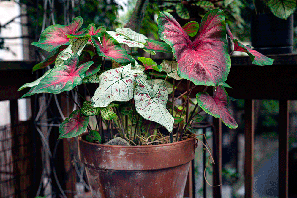 7-29-caladium.gif