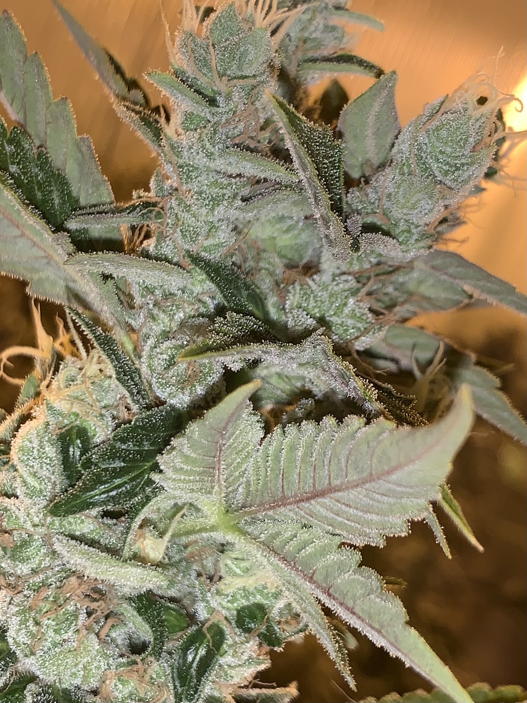 Albany Sour Diesel Clone Page 12 International Cannagraphic