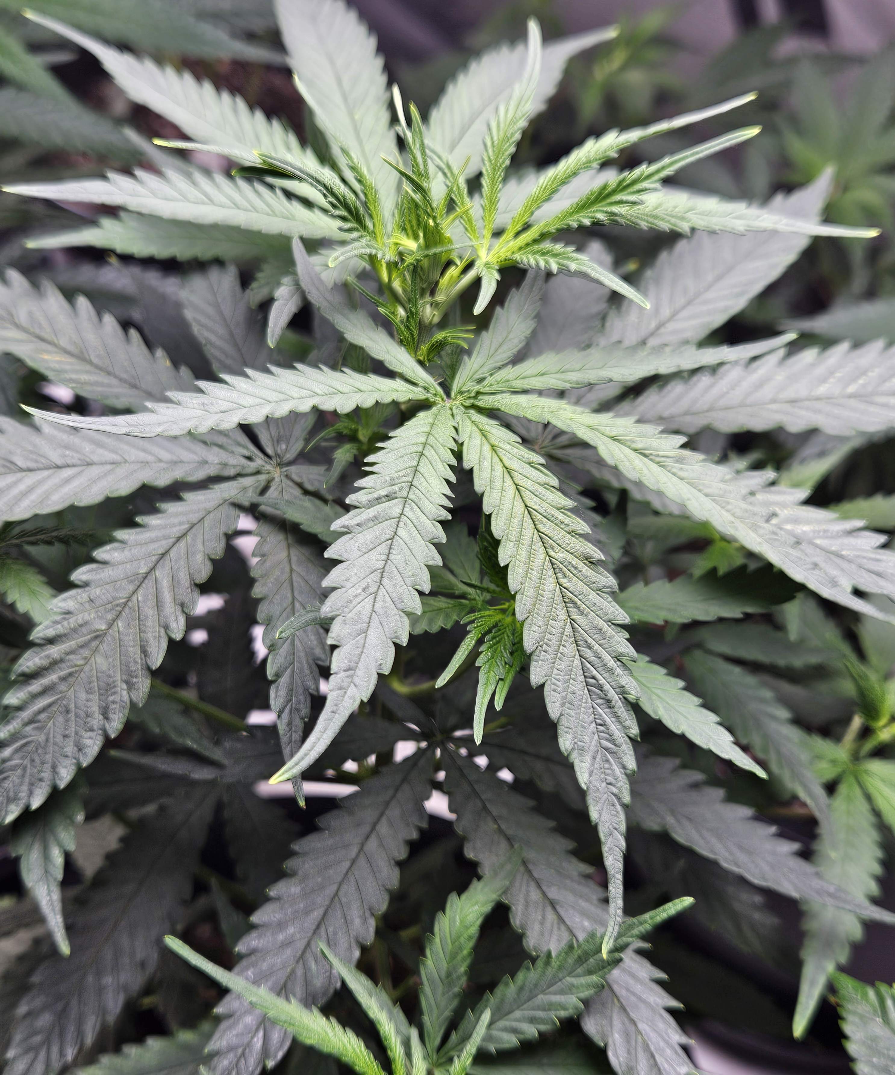 79flleaf3.jpg