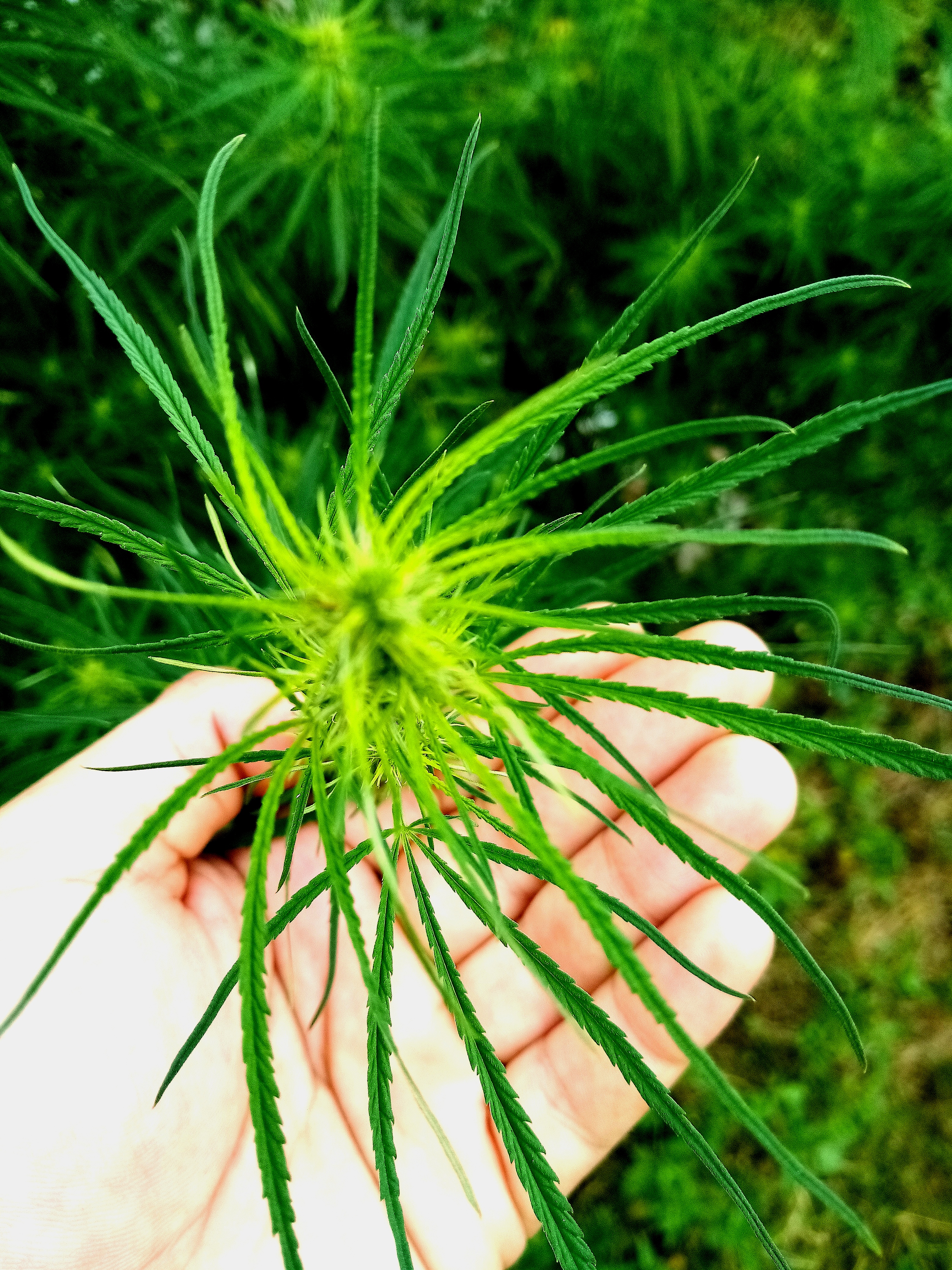 80s Durban Poison bud early flowering.jpg