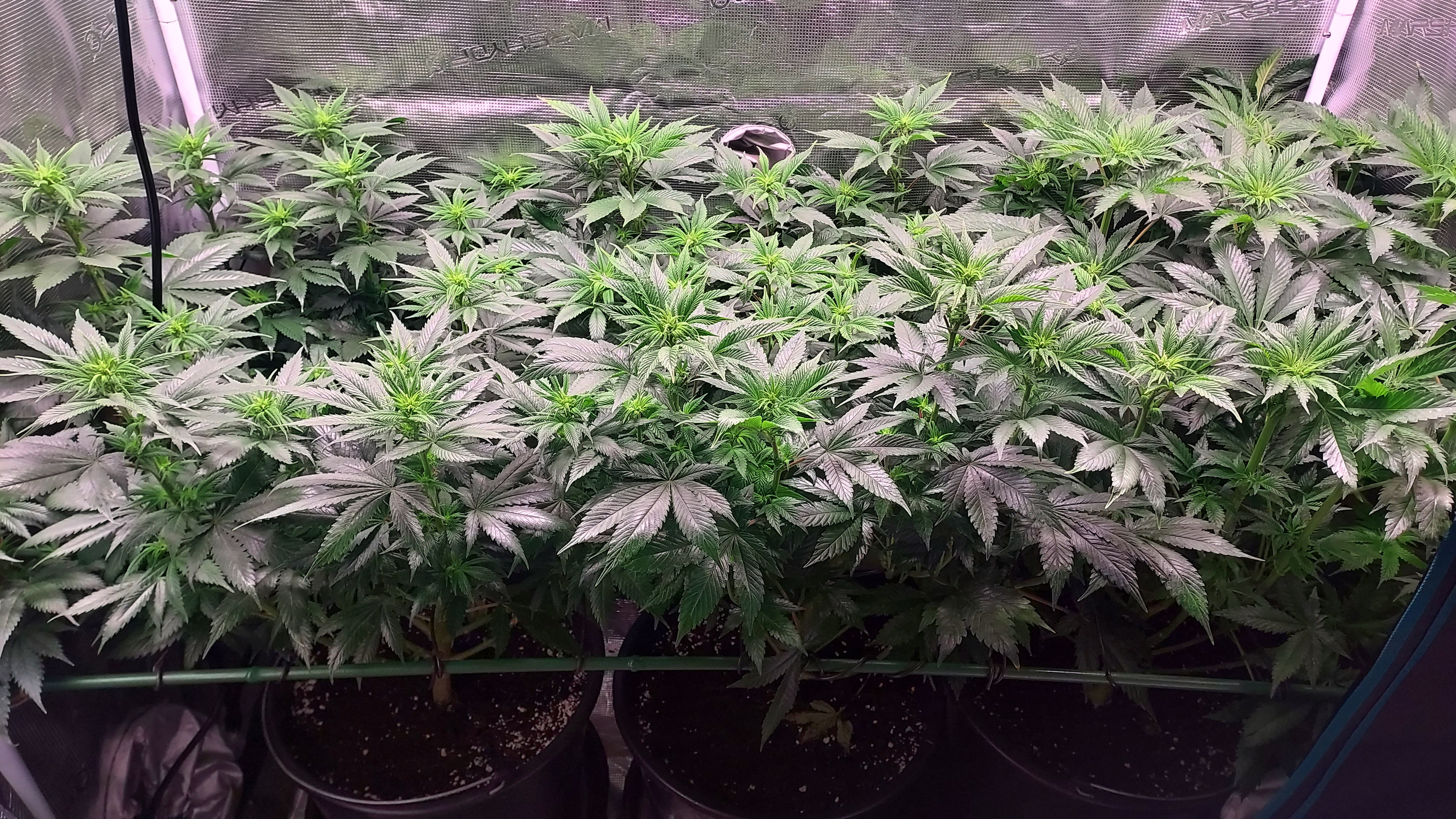 9days flower.jpg