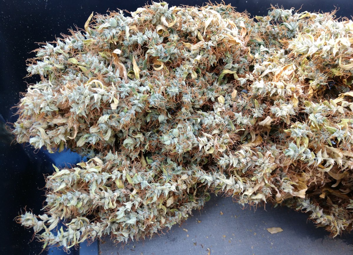 ABF25 dried bud closeup.jpg