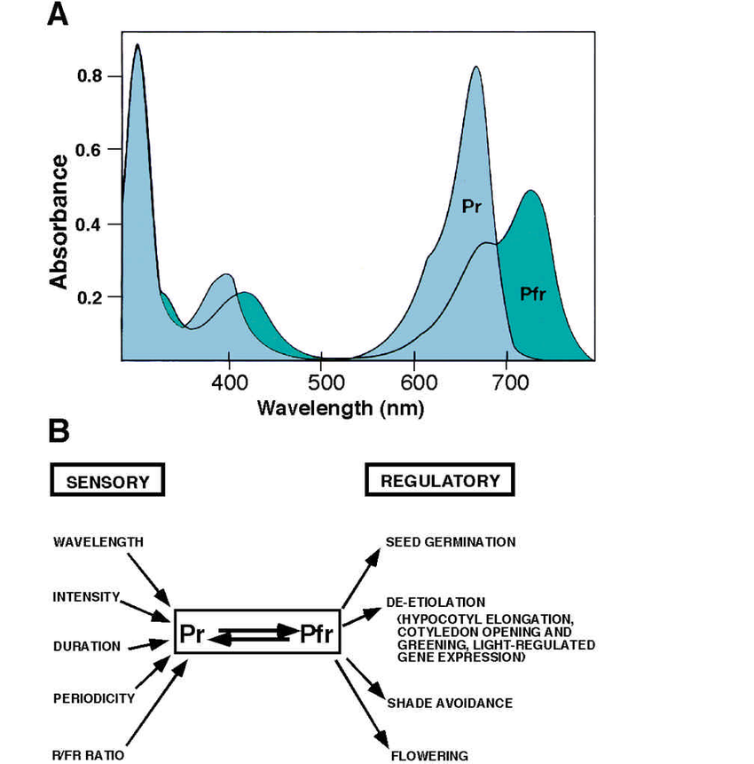 Absorption-spectra-of-phytochromes-and-their-dual-physiological-functions-A-Absorption.png