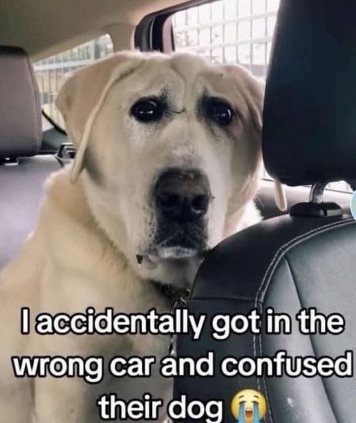 accidentally-got-wrong-car-and-confused-their-dog.jpeg