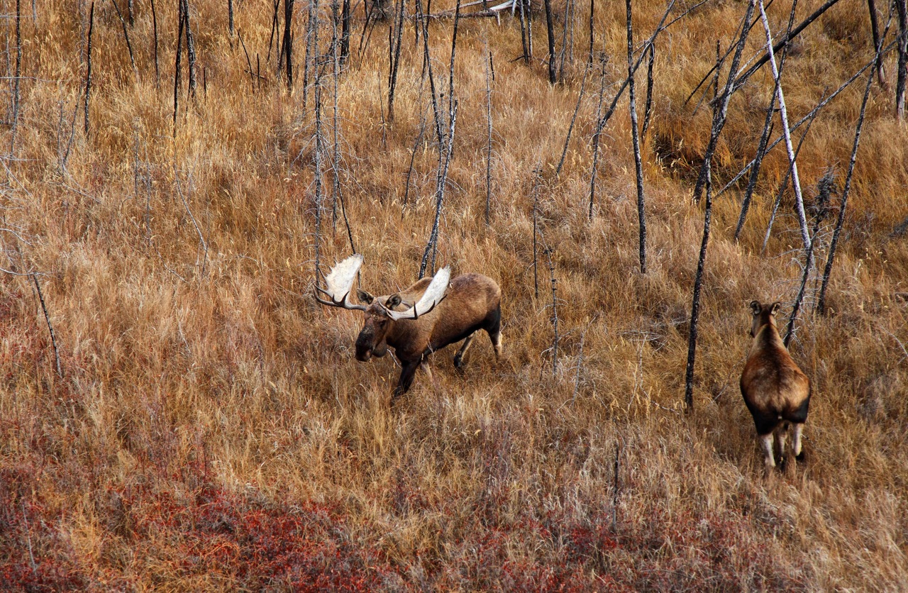 Aerial Moose Big Boy 04.jpg