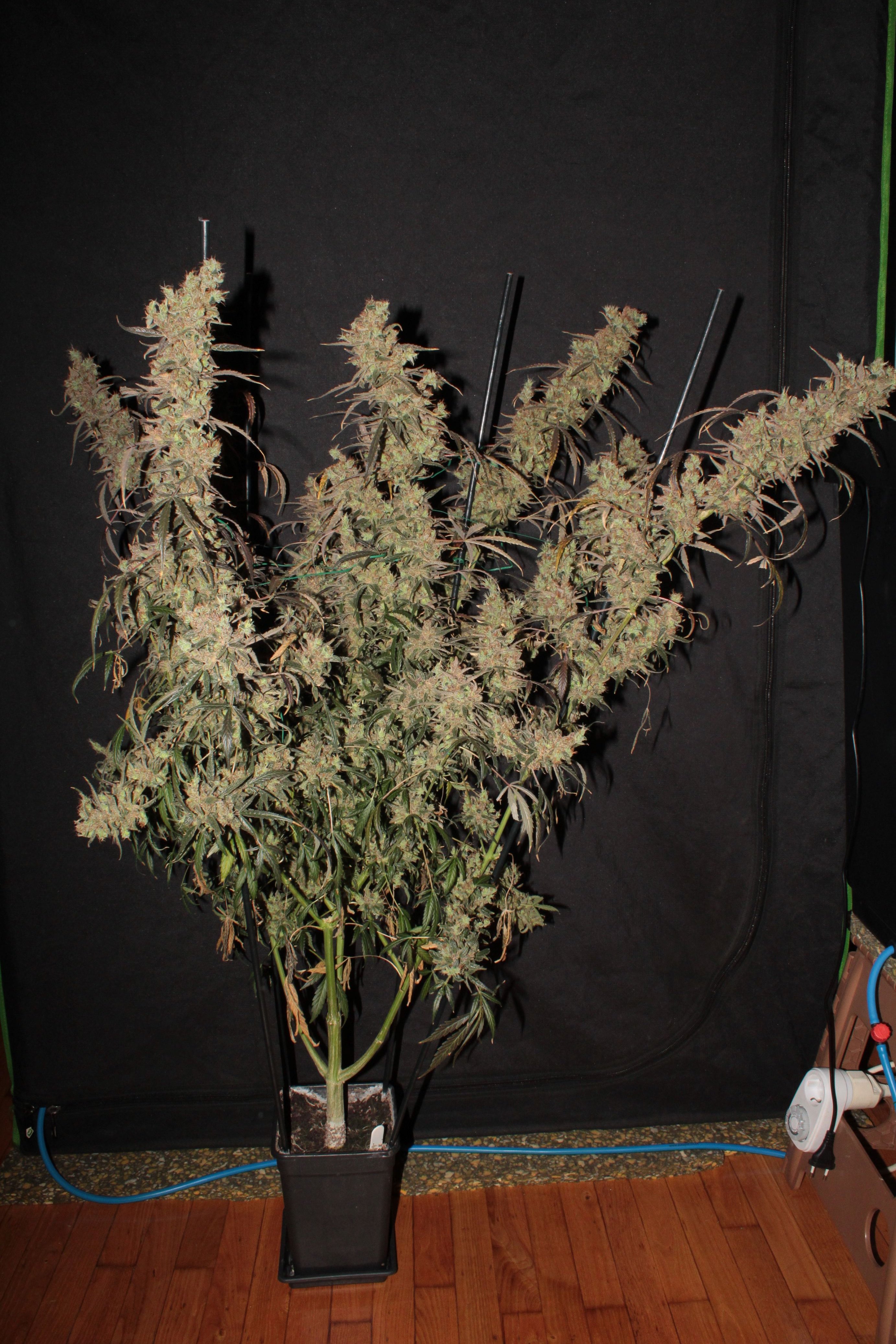 african haze 11 x durban 120 days harvest.jpg