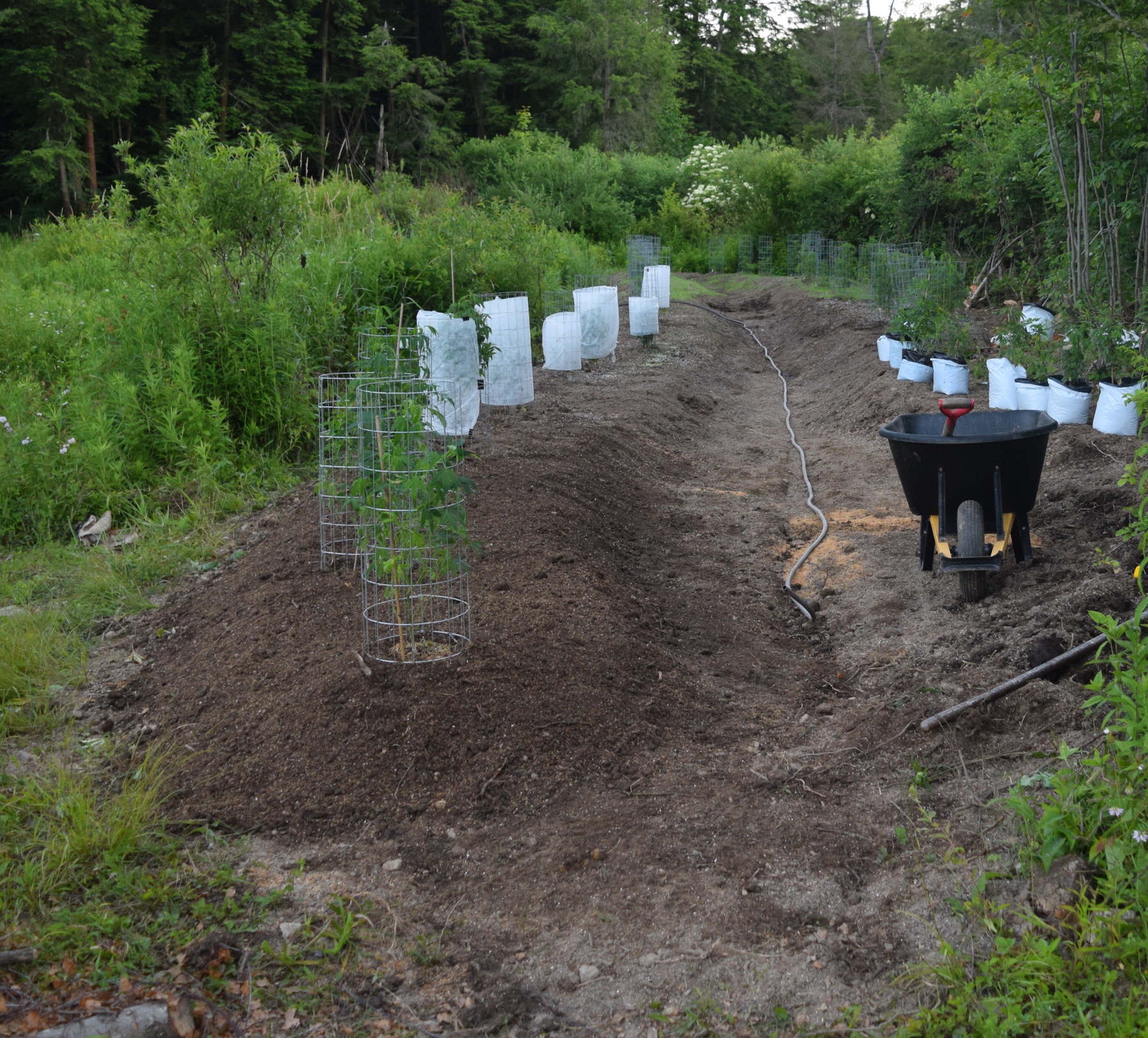 after shaping and planted.JPG