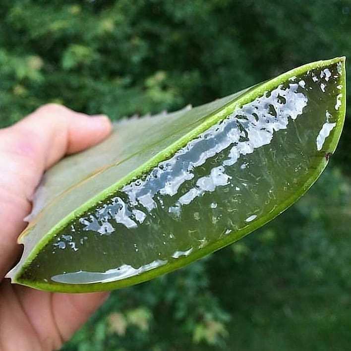 aloe-vera-sc.jpg