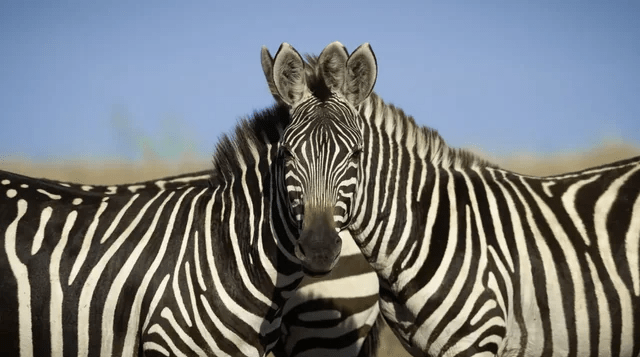 and-a-one-headed-zebra.png