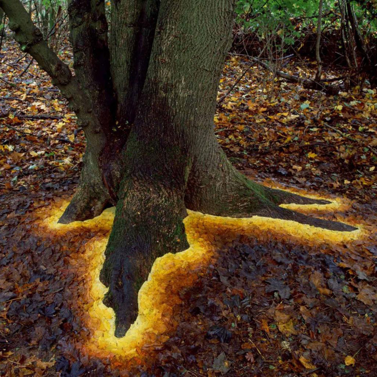 andy-goldsworthy-07-1250x1250.jpg