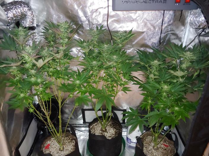 another grow 2.jpg