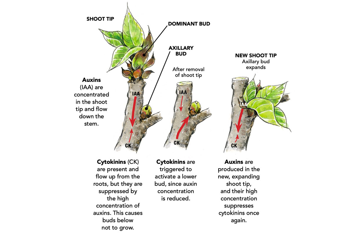 apical-dominance.jpg