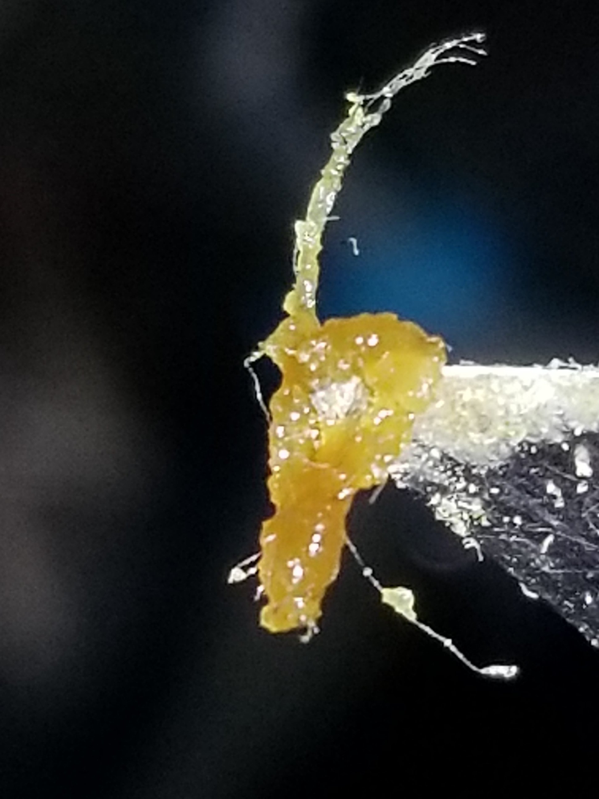 Apple Fritter Live Resin c.jpg