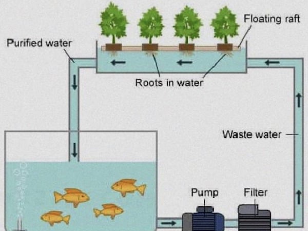 aquaponics-3 (1).jpg