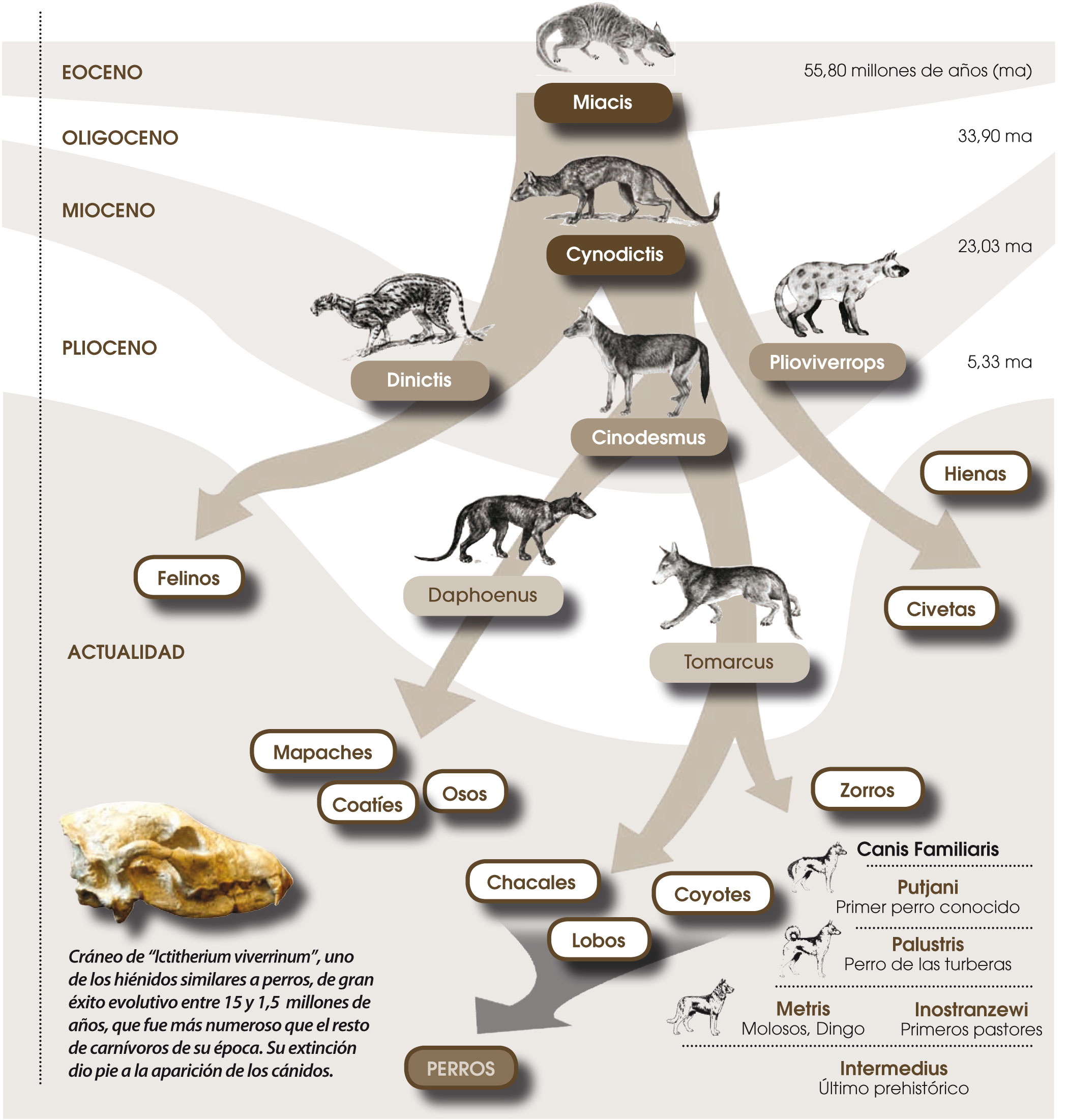 arbol-origen-del-perro-en-la-prehistoria-1.jpg