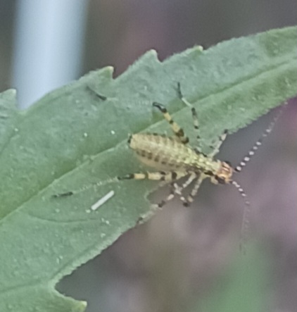 assasinbug07132024.jpg