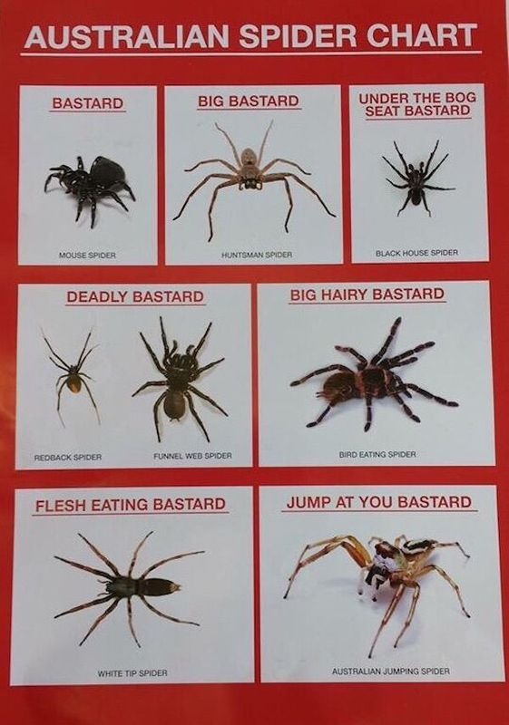 Aussie spiders.jpg