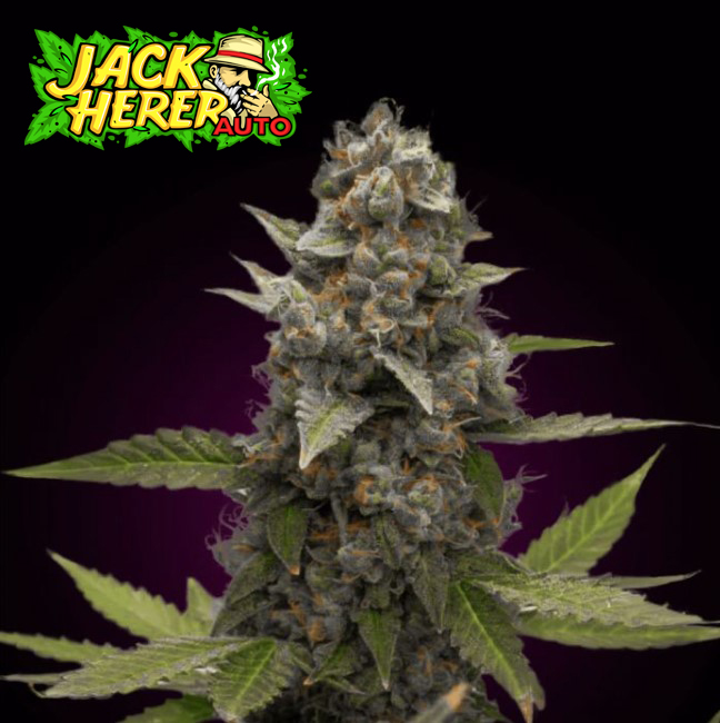 Auto Jack Herer.jpg