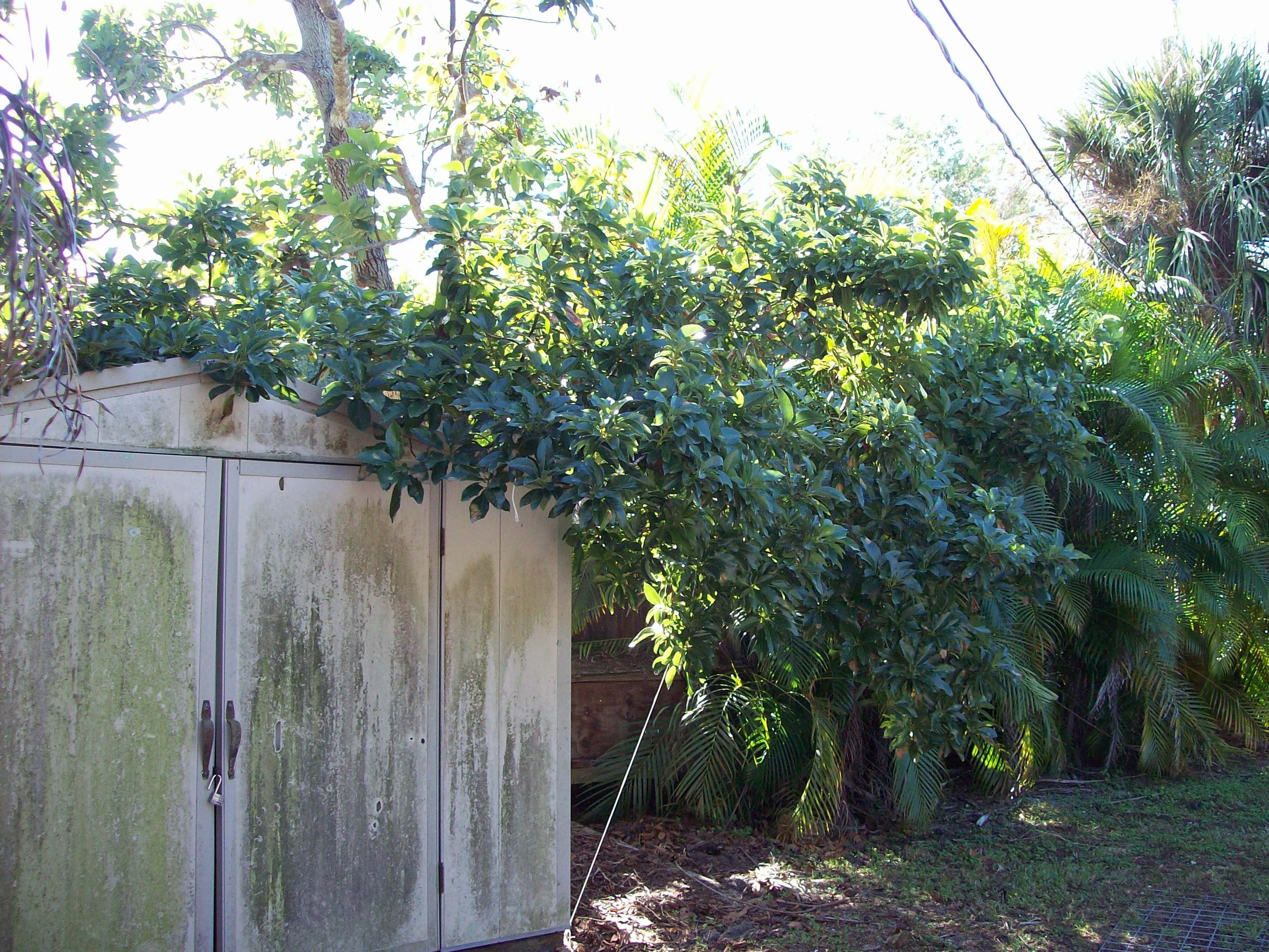 AVOCADO TREE 002.JPG