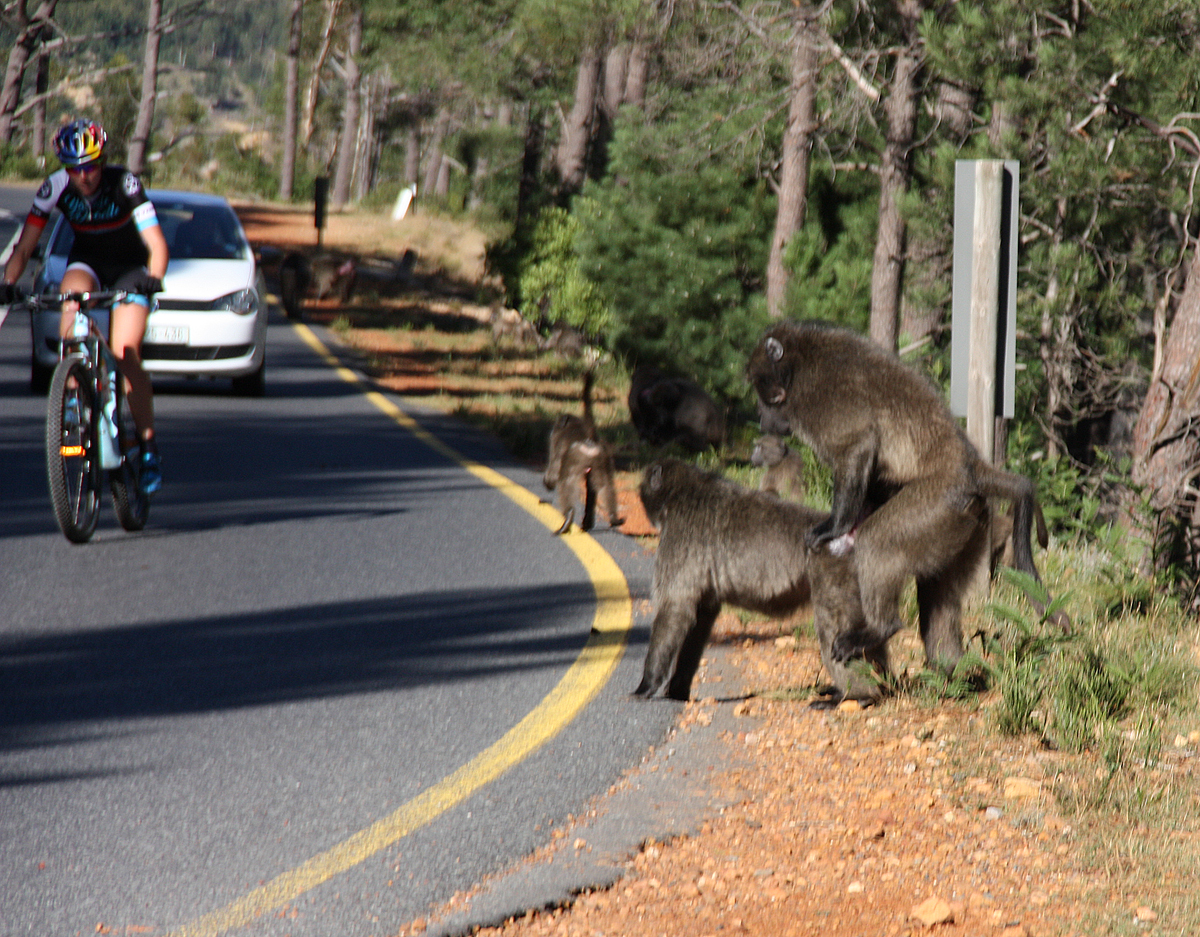 baboons2.jpg