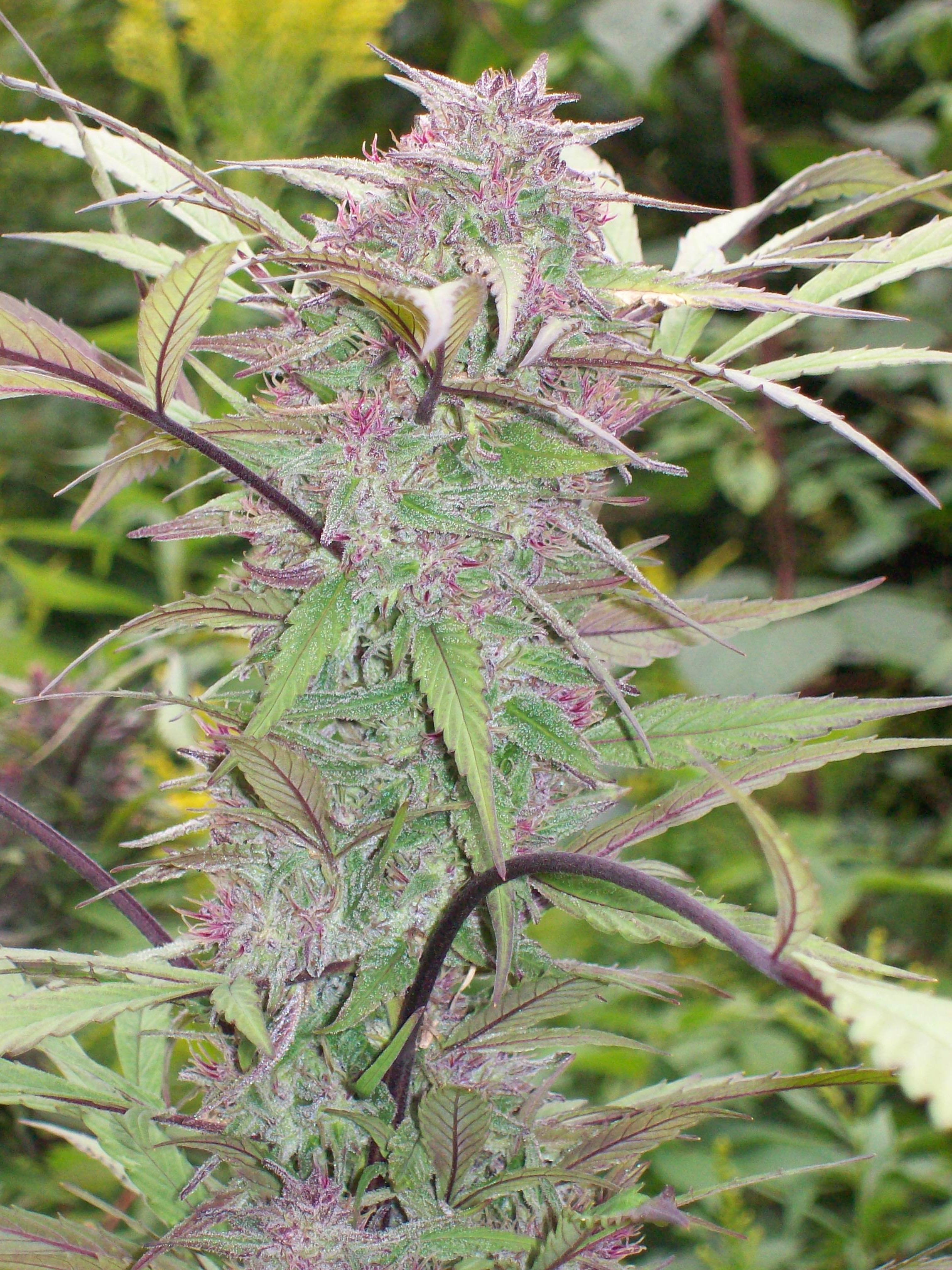 BAGLUNG NEPALI  SATIVA (2).JPG